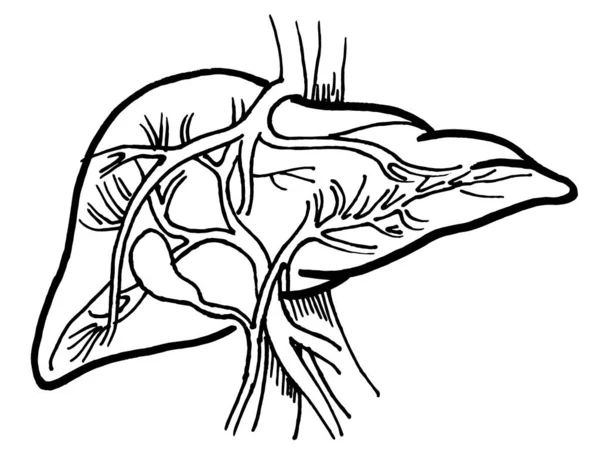 Dibujo Del Contorno Los Vectores Del Órgano Hepático Humano Plantilla — Archivo Imágenes Vectoriales