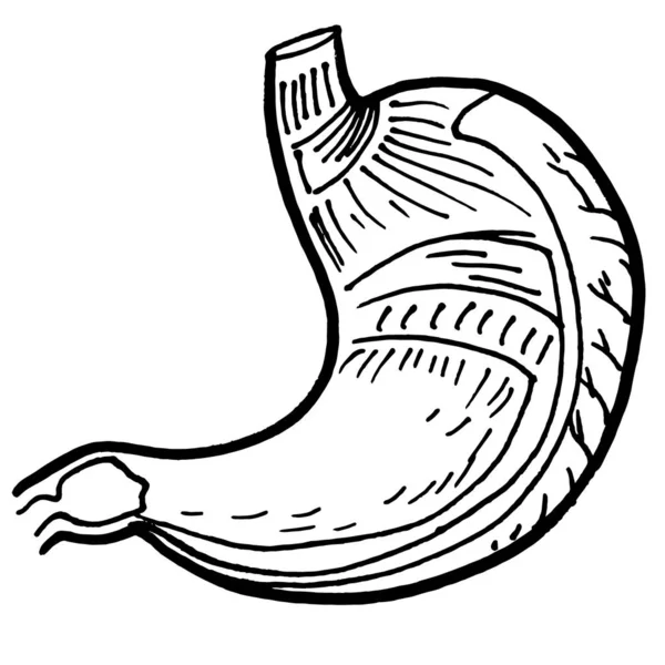 Dibujo Del Contorno Del Contorno Del Órgano Del Estómago Humano — Archivo Imágenes Vectoriales