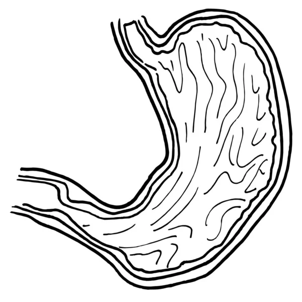 ヒト胃器官の輪郭線図 医療デザイン編集可能なテンプレート — ストックベクタ