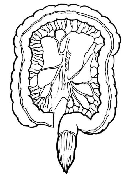 Dibujo Del Contorno Del Contorno Del Órgano Intestinal Humano Plantilla — Vector de stock