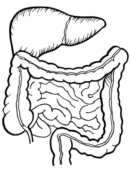 Dibujo Del Contorno Vectorial Del Intestino Humano Del Órgano Hepático — Archivo Imágenes Vectoriales