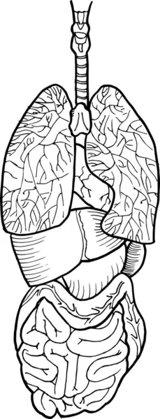Dibujo Del Contorno Vectorial Del Intestino Humano Del Órgano Hepático — Archivo Imágenes Vectoriales