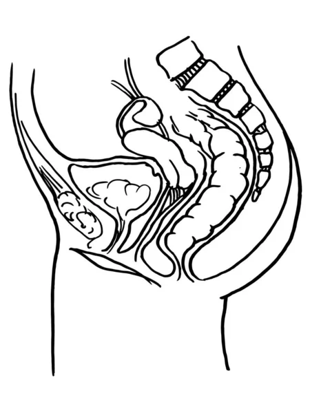 Desenho Contorno Vetorial Órgão Intestino Humano Modelo Editável Design Médico —  Vetores de Stock