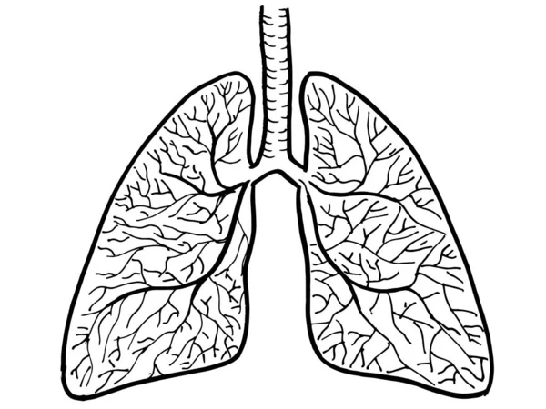 Contour Vector Outline Drawing Human Lungs Organ Medical Design Editable — Stock Vector