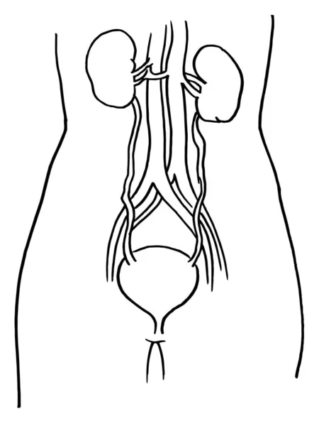 Contour Vector Outline Drawing Human Bladder Kidneys Organ Medical Design — Stock Vector