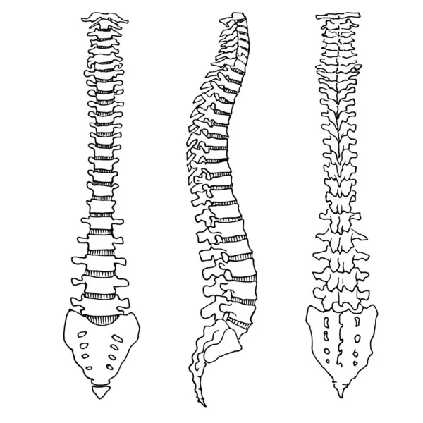 Dibujo Del Contorno Del Esqueleto Columna Vertebral Humana Plantilla Editable — Archivo Imágenes Vectoriales