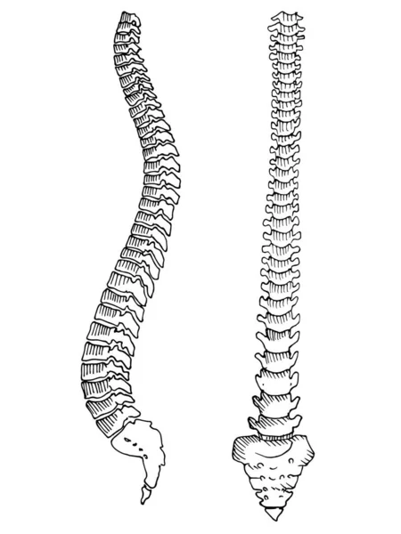 Dibujo Del Contorno Del Esqueleto Columna Vertebral Humana Plantilla Editable — Archivo Imágenes Vectoriales