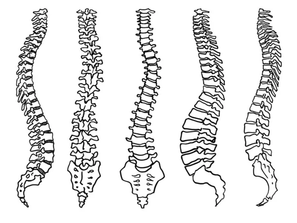 Contour Vector Outline Drawing Human Spine Skeleton Medical Design Editable — Stock Vector