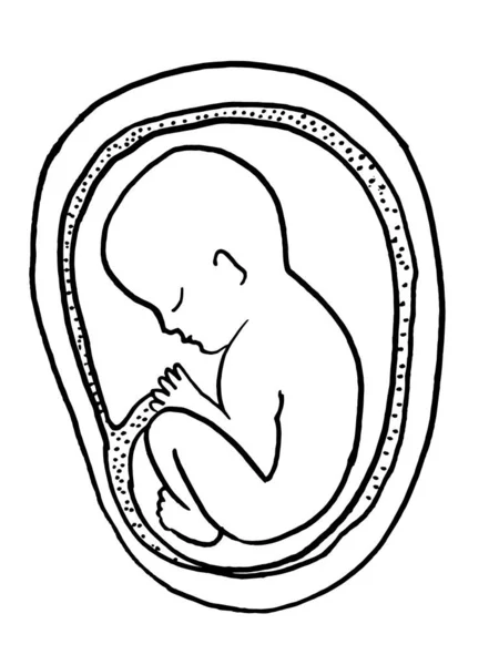 Contour Vector Outline Drawing Human Embryo 의학적 인설계가 결정적 — 스톡 벡터
