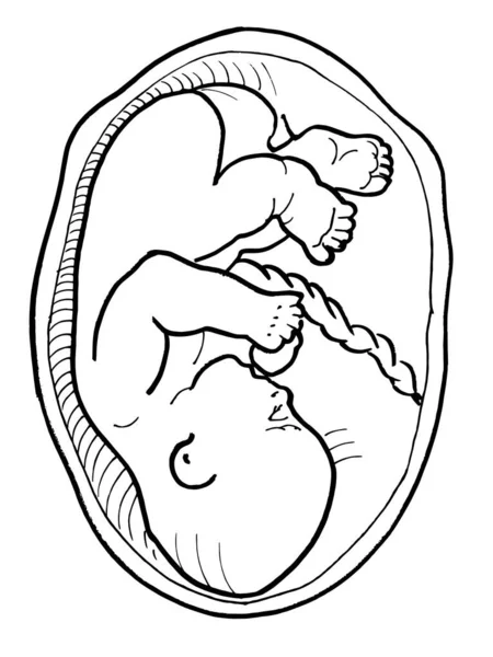 Dibujo Contorno Vectorial Del Embrión Humano Plantilla Editable Diseño Médico — Vector de stock