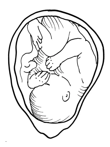 Contour Vector Outline Drawing Human Embryo 의학적 인설계가 결정적 — 스톡 벡터