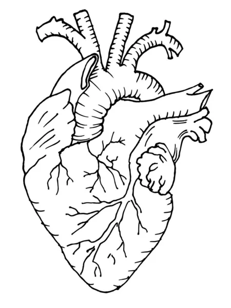 Esquema Del Contorno Del Vector Dibujo Del Órgano Del Corazón — Vector de stock