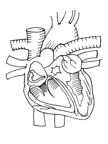 Contour Vector Outline Drawing Human Heart Organ Medical Design Editable — Stock Vector