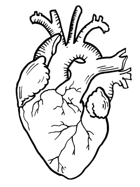 Schema Vettoriale Del Contorno Dell Organo Cardiaco Umano Modello Modificabile — Vettoriale Stock