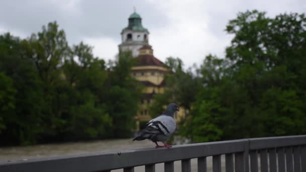 Maio 2019 Munique Alemanha Flood Isar North Munich Several Days — Vídeo de Stock