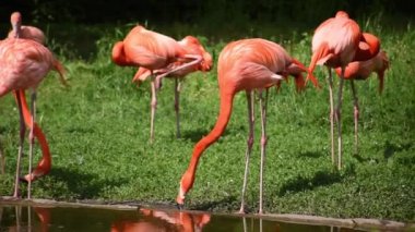 Büyük flamingo, Phoenicopterus gülü. Gölün kıyısında büyük flamingolar.