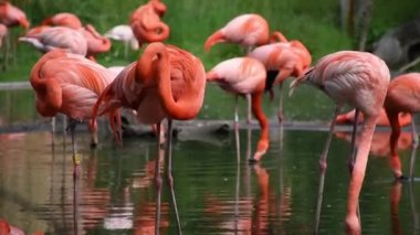 Büyük flamingo, Phoenicopterus gülü. Gölün kıyısında büyük flamingolar.