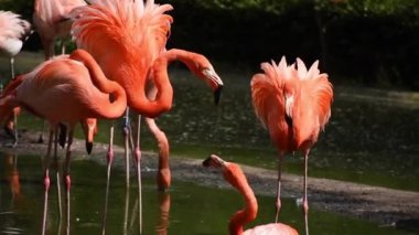 Büyük flamingo, Phoenicopterus gülü. Gölün kıyısında büyük flamingolar.
