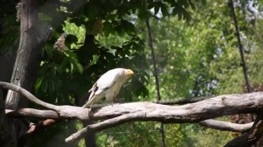 Mısırlı Akbaba, Neophron percnopterus. Küçük bir Eski Dünya akbabasıdır ve Neophron cinsinin tek üyesidir.