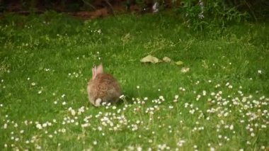 Yeşil çayır üzerinde oynayan küçük yavru tavşan sağlıklı ekosistem, sıfır atık kavramı