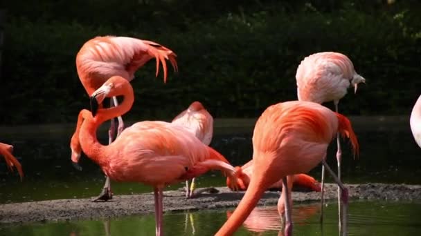 Větší Plameňák Phoenicopterus Roseus Skupina Větší Plameňáci Jezera — Stock video