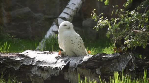 雪白色的猫头鹰 Bubo Scandiacus 坐在桦木上 大自然从冬天醒来 皇后区的官方鸟类 — 图库视频影像