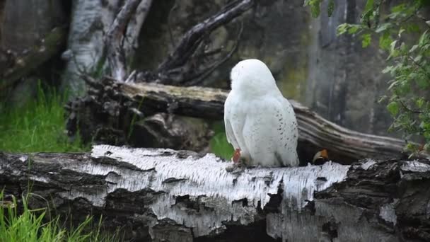 Sneeuwuil Bubo Scandiacus Zittend Berkenhout Natuur Ontwaakt Uit Winter Quebecs — Stockvideo