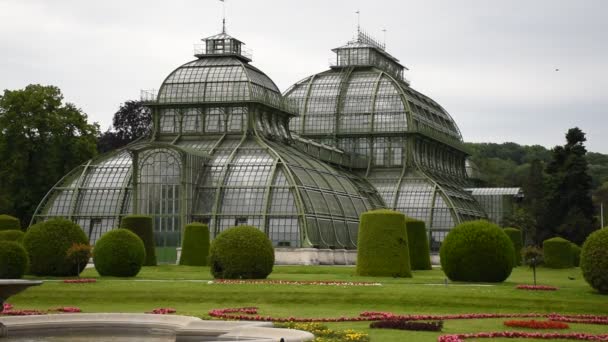 Junho 2019 Viena Áustria Palm House Schonbrunn Palácios Jardim Canteiros — Vídeo de Stock