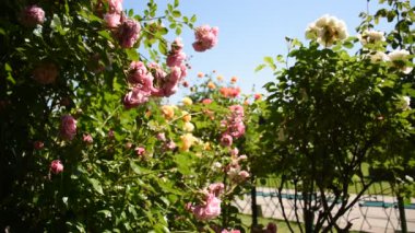 Avusturya, Viyana 'da Rosengarten' deki Gül Çalıları Galerisi (Volksgarten)
