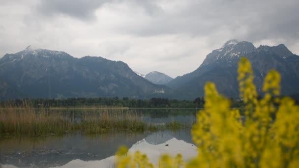 巴伐利亚阿尔卑斯山和福根斯湖的风景如画 新斯旺斯坦城堡远在悬崖上 黄花绽放的前景 — 图库视频影像
