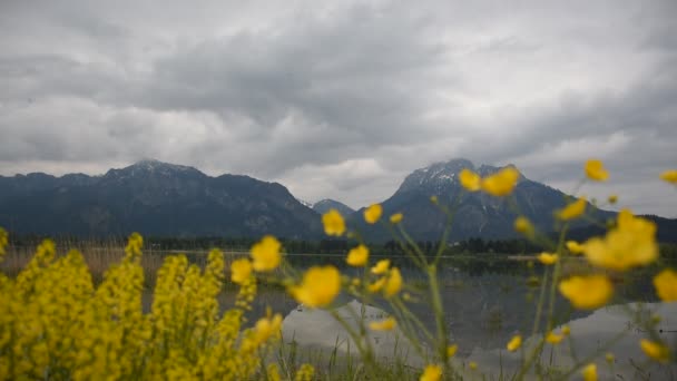 バイエルンアルプスとフォルゲンゼー湖の美しい景色 崖の上のノイシュヴァンシュタイン城 前景に黄色い花を咲かせます — ストック動画