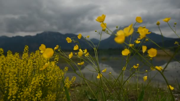 バイエルンアルプスとフォルゲンゼー湖の美しい景色 崖の上のノイシュヴァンシュタイン城 前景に黄色い花を咲かせます — ストック動画