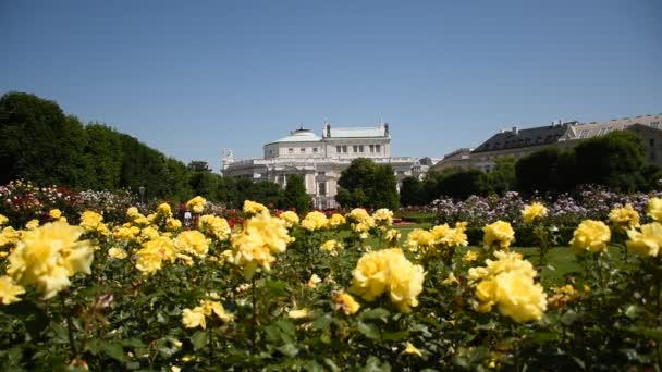 Primavera Rosengarten Una Increíble Galería Rosas Centro Viena Austria — Vídeos de Stock