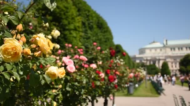 Άνοιξη Της Ευρώπης Στο Rosengarten Μια Καταπληκτική Γκαλερί Τριαντάφυλλων Στο — Αρχείο Βίντεο