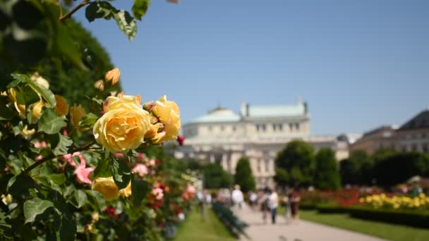 Primavera Dia Rosengarten Uma Incrível Galeria Rosas Centro Viena Áustria — Vídeo de Stock