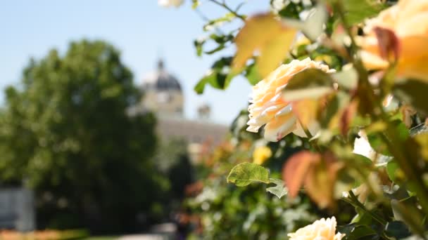 Άνοιξη Της Ευρώπης Στο Rosengarten Μια Καταπληκτική Γκαλερί Τριαντάφυλλων Στο — Αρχείο Βίντεο