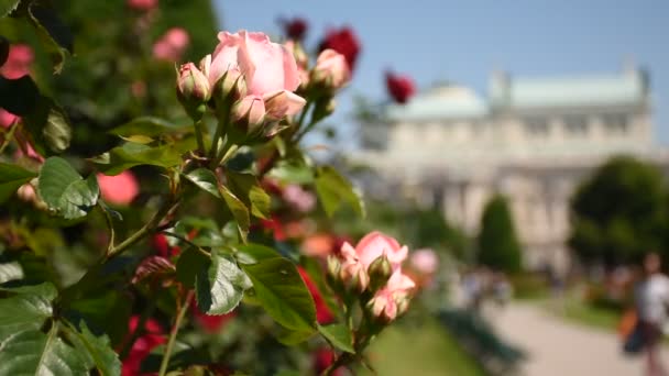 Primavera Rosengarten Una Increíble Galería Rosas Centro Viena Austria — Vídeos de Stock