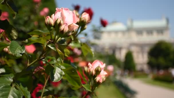 Printemps Rosengarten Une Incroyable Galerie Roses Dans Centre Vienne Autriche — Video