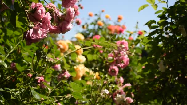 Galerie Růžových Keřů Rosengartenu Volksgarten Vídni Rakousko — Stock video