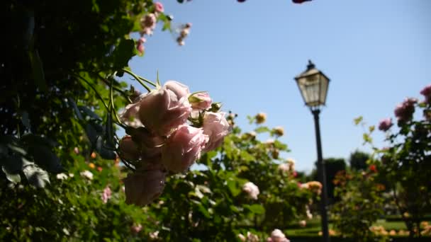 Galerie Růžových Keřů Rosengartenu Volksgarten Vídni Rakousko — Stock video