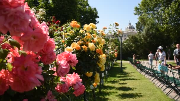 Galeria Krzewów Róż Rosengarten Volksgarten Wiedniu Austria — Wideo stockowe