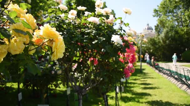 Galeria Krzewów Róż Rosengarten Volksgarten Wiedniu Austria — Wideo stockowe