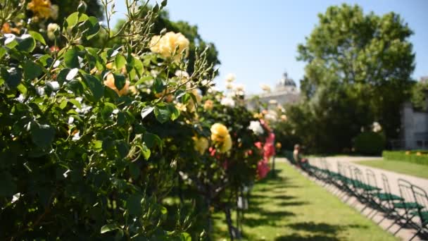 Galeria Krzewów Róż Rosengarten Volksgarten Wiedniu Austria — Wideo stockowe