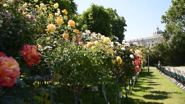 Galerie Růžových Keřů Rosengartenu Volksgarten Vídni Rakousko — Stock video