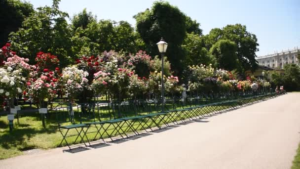 Розовые Кусты Стулья Посетителей Rosengarten Volksgarten Вене Австрия — стоковое видео