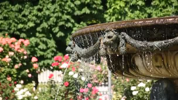 Pequena Fonte Rosengarten Volksgarten Vienna Áustria — Vídeo de Stock