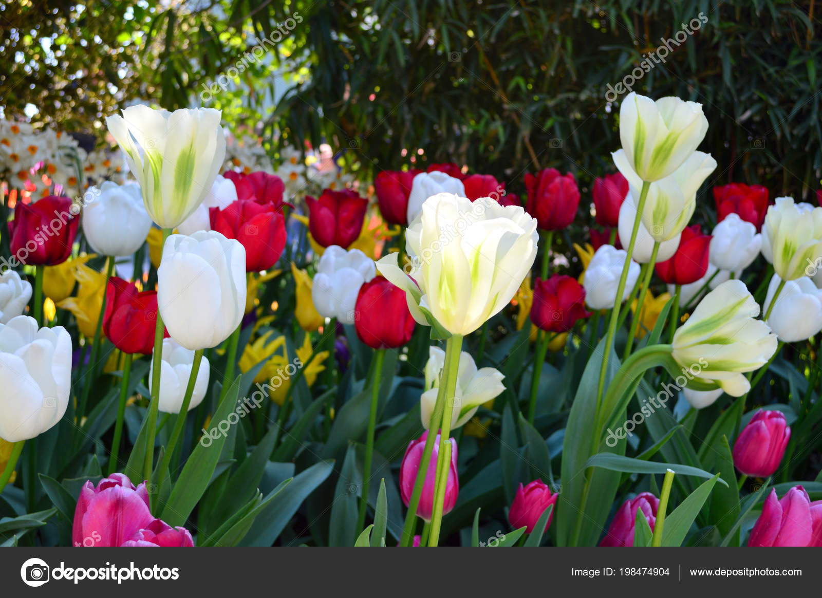 Skagit Valley Tulip Display Garden Stock Photo C Ganesh005