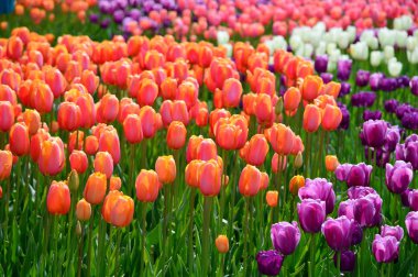 Skagit Vadisi Tulip ekran Bahçe