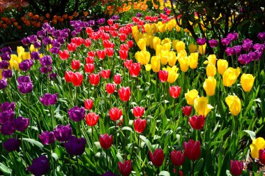 Skagit Vadisi Tulip ekran Bahçe