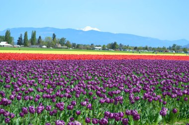 Skagit Vadisi Lale Festivali
